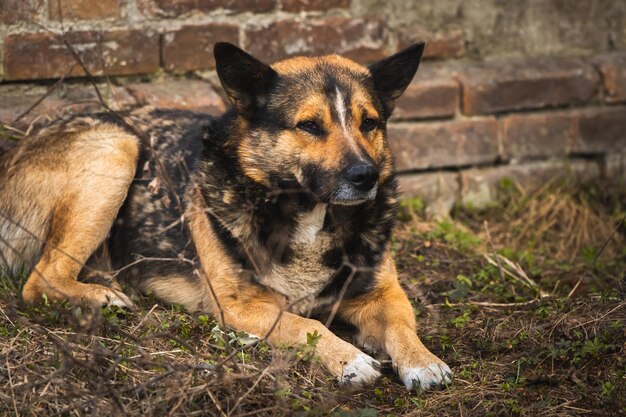 Chien Errant Malheureux Et Triste Dans La Rue Abandonné Par Les Propriétaires Animaux Affamés Concept Photo D'arrière-plan