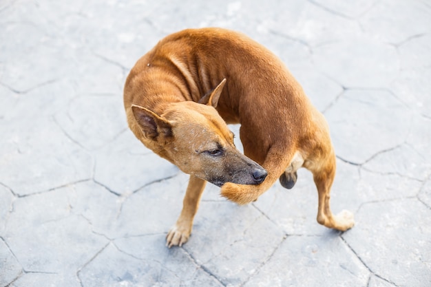 Un Chien Errant Mord La Queue Et Se Tient Sur La Rue Asphaltée.