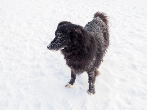 Le chien errant noir assis dans la rue