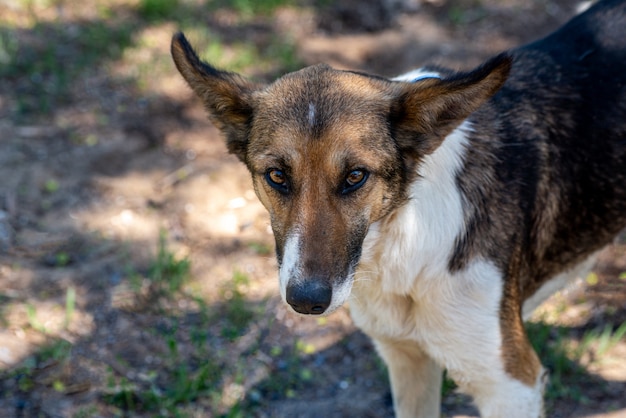 Un chien errant avec une puce à l'oreille. Portrait de gros plan triste bâtard. Animal de compagnie solitaire abandonné dans le parc d'été