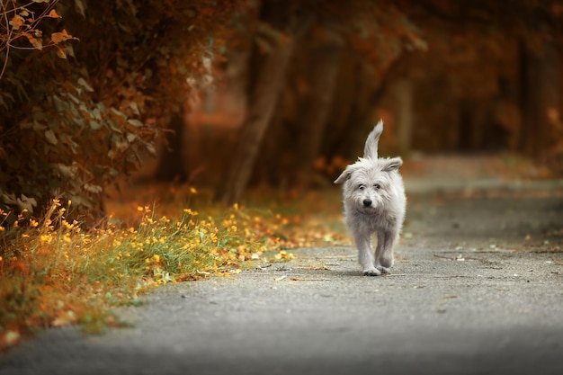 Chien errant qui marche à l'extérieur