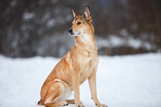 Chien errant qui vit dans la rue. Bâtard dans la neige