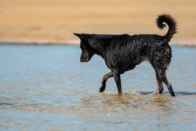 Un chien errant à la recherche de nourriture sur la côte de GOA Inde