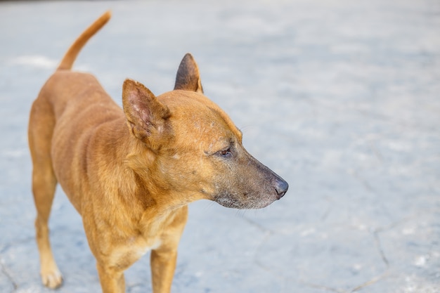 Un chien errant regarde quelque chose et se tient sur la rue asphaltée.