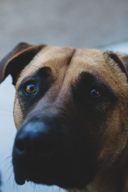 Chien errant sans abri très doux