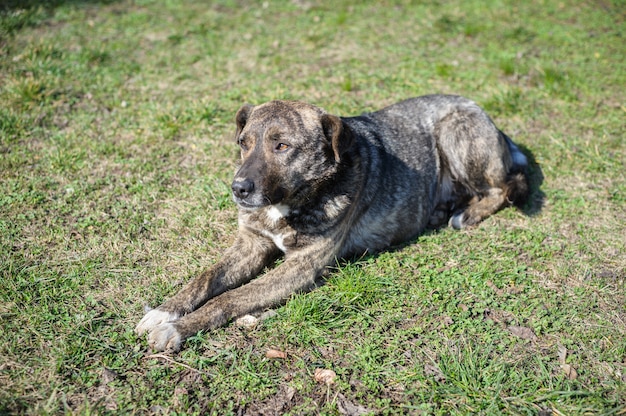 Chien Errant Sans Abri