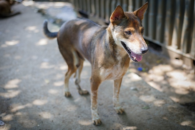 Un chien errant, seul dans la vie en attente de nourriture. Chien errant sans abri abandonné est couché dans la rue. Petit chien abandonné triste sur sentier.