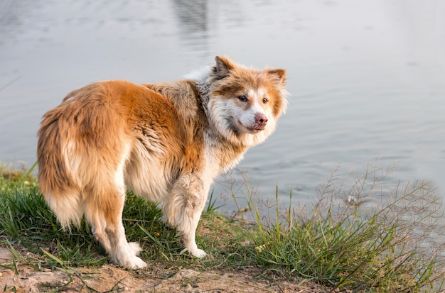 chien errant solitaire regarder la caméra sur le bord de l&#39;eau. Concept de chasse aux animaux pour la survie