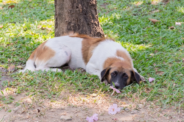 Chien errant thaïlandais couleur brun et blanc dans le parc