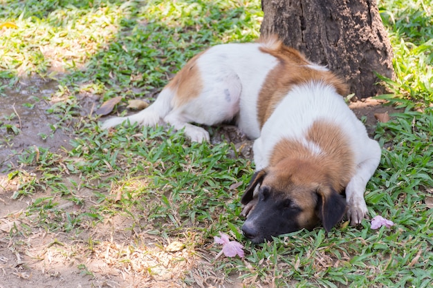 Chien errant thaïlandais couleur brun et blanc dans le parc