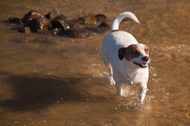 Chien espiègle Jack Russell Terrier jouant dans l'eau