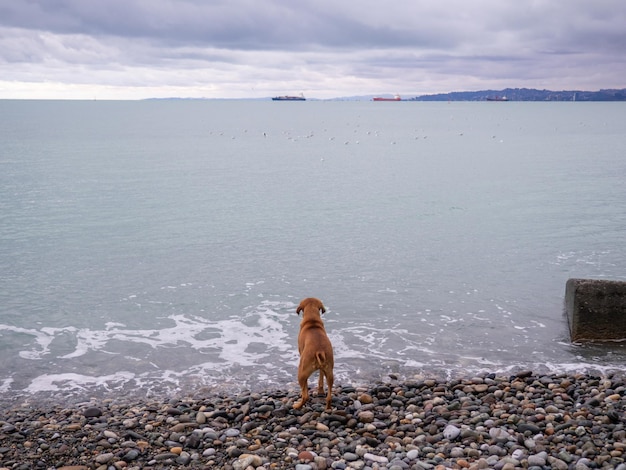 le chien est allé à la rive d'une plage de galets côte de Batumi animal de compagnie et la mer