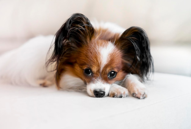 Un chien est allongé sur un canapé léger contre un mur blanc