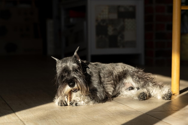 Le chien est allongé sur le sol et se prélasse au soleil