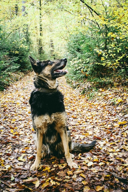 Un chien est assis sur un chemin dans les bois avec des feuilles au sol.