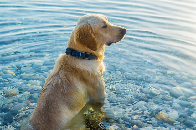 Le chien est assis dans l&#39;eau et regarde au loin