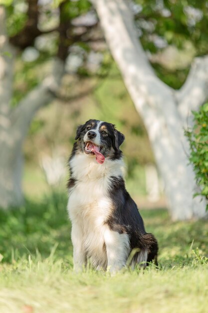 Un chien est assis dans l'herbe devant un arbre avec les mots "chien"