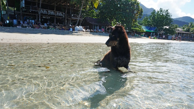 Le chien est assis dans la mer et profite de la vue