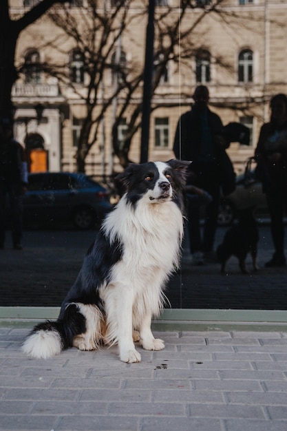 Un chien est assis devant une fenêtre avec une personne en arrière-plan.