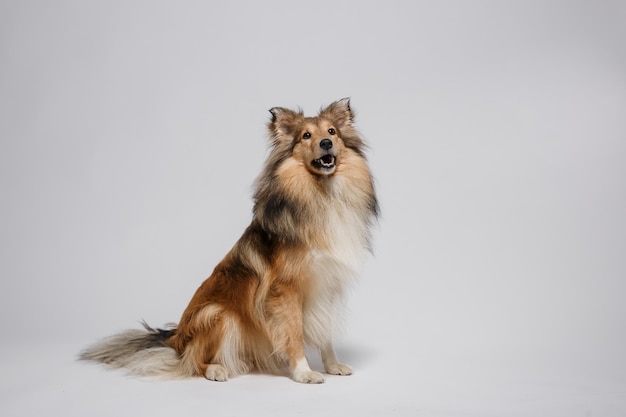 Un chien est assis devant un fond blanc