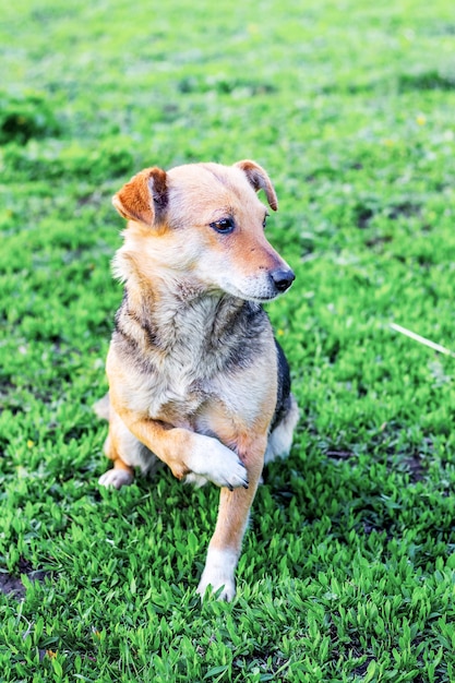 Le chien est assis sur l'herbe avec soulevé avec un pied blessé_