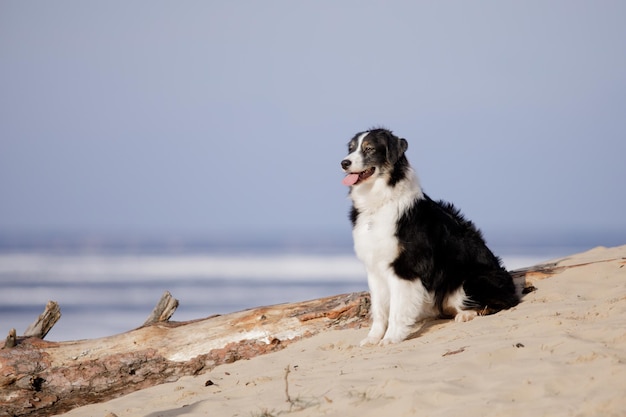 Un chien est assis sur une plage face à l'océan.
