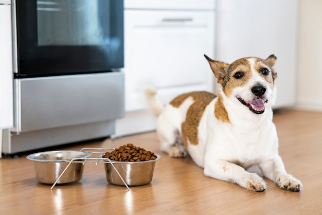 Le chien est assis près d'un bol de nourriture et se lèche la langue près d'un bol de nourriture sèche à la maison