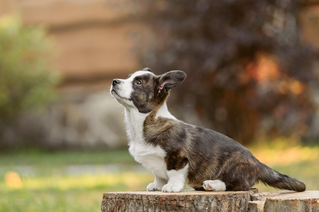 Photo un chien est assis sur une souche dans l'herbe