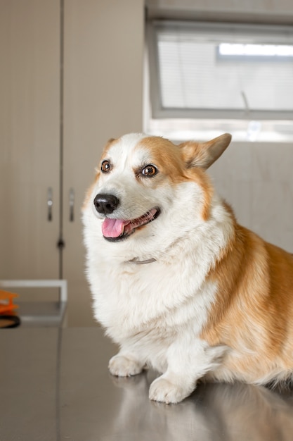 Chien est assis sur une table en métal avant la procédure