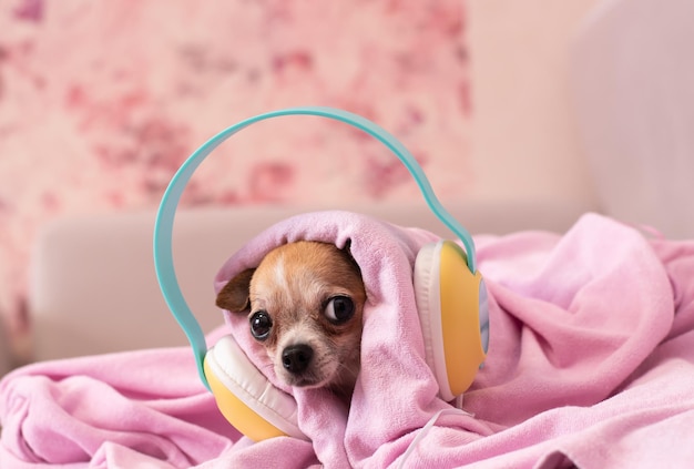 Le chien est bien enveloppé dans une couverture, le chiot dans de gros écouteurs écoute de la musique