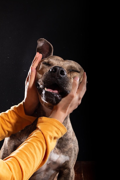 Le chien est caressé sur le visage isolé sur fond noir, les mains sur le visage du chien