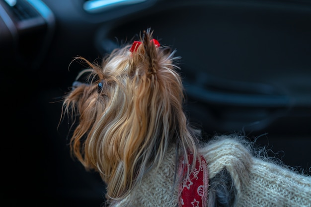 Le chien est dans la voiture