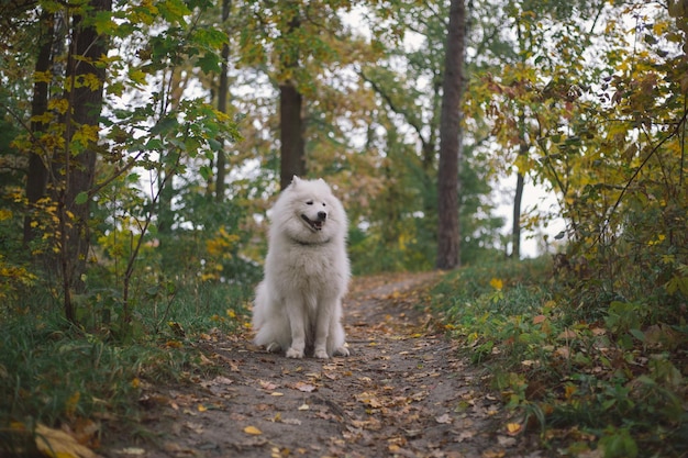 Un chien est debout dans les bois avec les feuilles sur le sol.