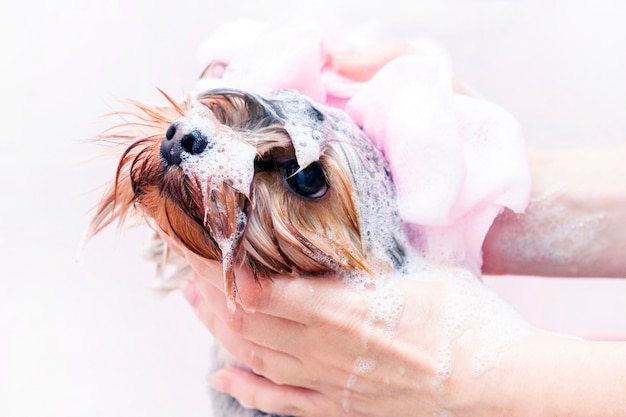 Le chien est lavé dans le salon pour animaux de compagnie.