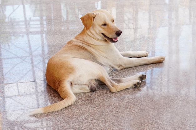 Le chien est marron et blanc sur un sol en ciment