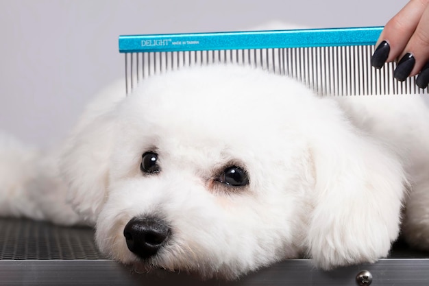 Le chien est tondu dans le salon pour prendre soin des surfaces des animaux