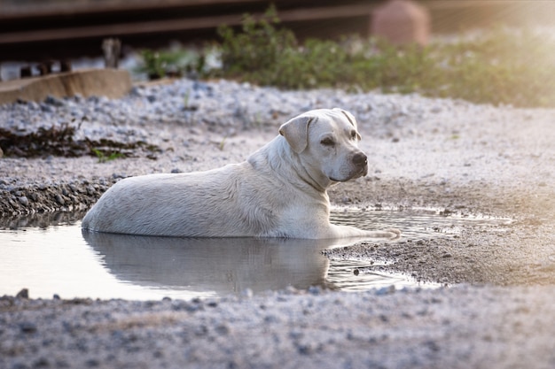 Le chien est trempé dans l&#39;eau à cause du temps chaud.