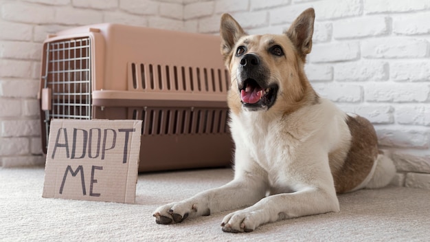 Chien de faible angle près de m'adopter la bannière