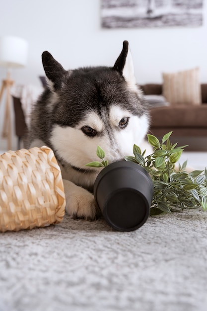 Chien faisant un gâchis avec un pot de fleurs