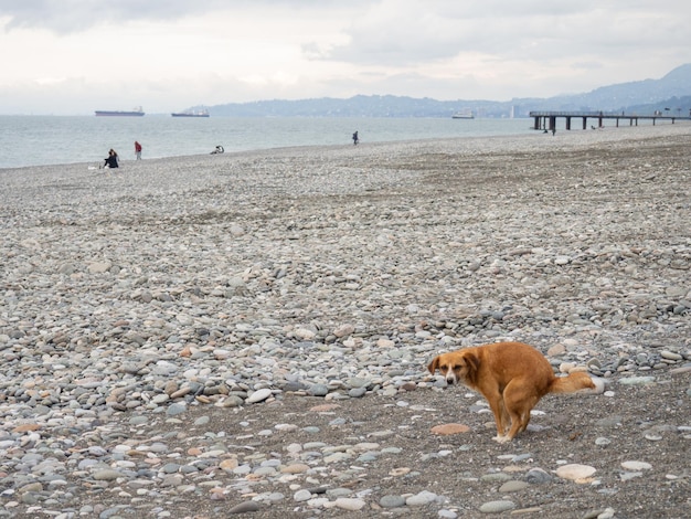 Le chien fait caca sur la plage Animal sur la côte littoral rocheux