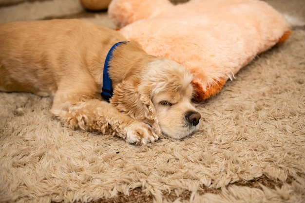 Un chien fatigué est allongé sur le tapis