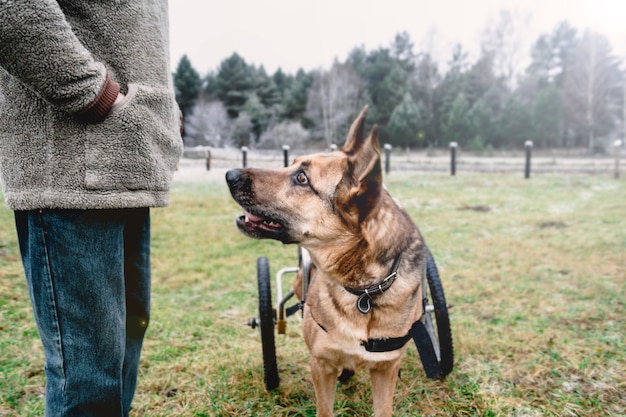 chien en fauteuil roulant berger allemand handicapé