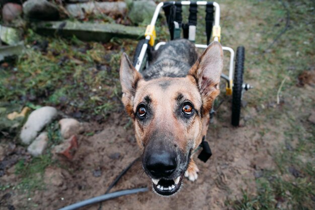 chien en fauteuil roulant dans la nature