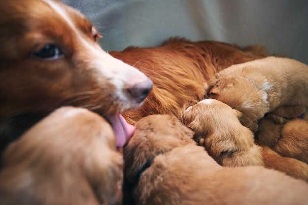 Photo chien femelle allaitant des chiots mignons nouveau-nés de la nouvelle-écosse canard tolling retriever suçant du lait maternel