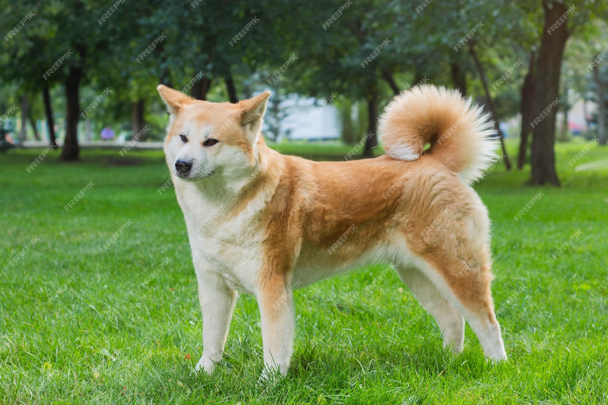 manteau chien femelle