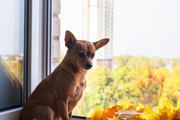 Le chien à la fenêtre rate