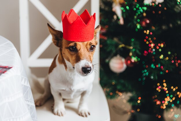 Chien festif jack russell en couronne de papier rouge se trouve près de sapin de Noël, pose