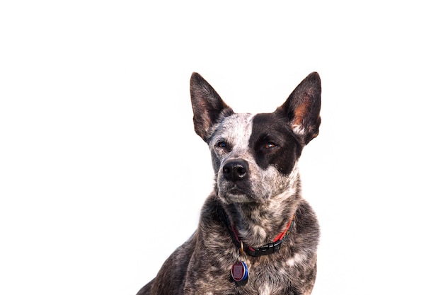 Chien sur un fond blanc