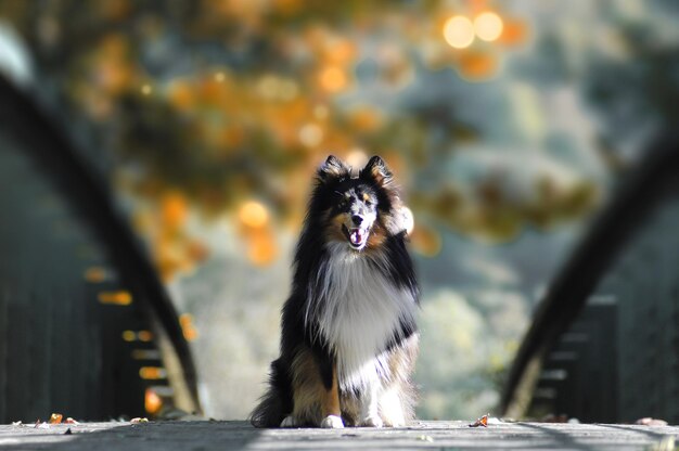 Photo chien sur un fond flou