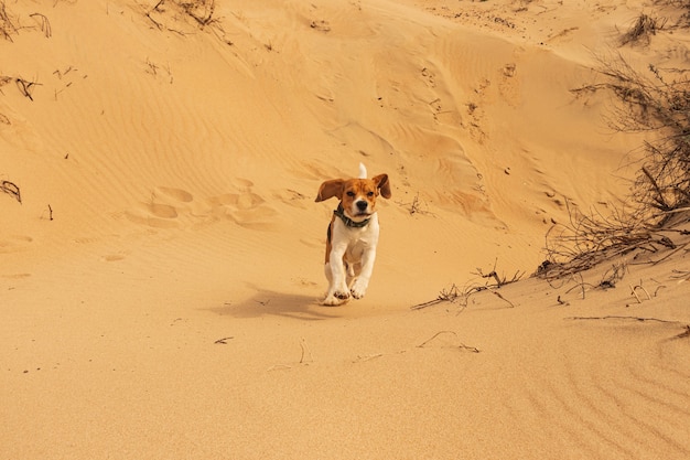 Un chien en forme et en bonne santé debout sur une plage déserte